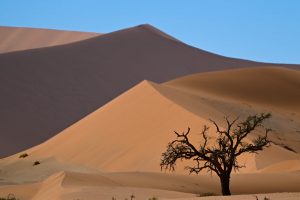 Etosha Namibia Wildlife